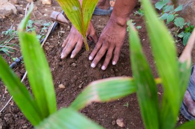 Bir bahçıvanın elleri toprağı ekip yeşil yapraklarla çevrili taze bir fidanı dikmek için canlı bir bahçede çalışıyor..