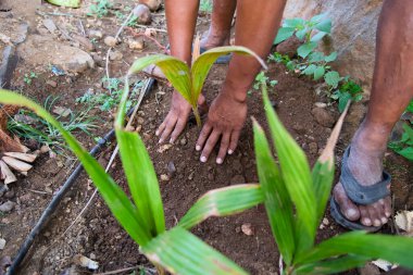 Bir bahçıvan zengin topraklarda hindistan cevizi fidanı yetiştirir, yemyeşil alanda sürdürülebilir tarımı teşvik eder..