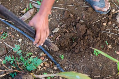 Toprağı ekmek için toprak döşeyen eller. Kırsal bir bahçe ortamında filizler ve aletler görünür..