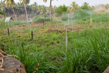 Canlı bir tarımsal alan, temiz bir gökyüzü altında bitki büyümesini arttıran bir sulama sistemine sahiptir..