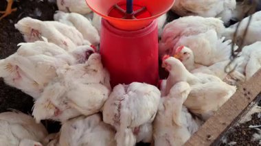 Çok sayıda tavuk çiftlikteki parlak kırmızı bir su yalağının etrafında toplanarak canlı bir tarımsal atmosfer sağlıyor..