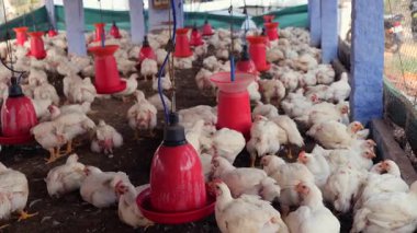 Tavuklar kümes hayvanları çiftliğinde toplanır. Geniş, aydınlık bir alandaki kırmızı zıpzıpzıplardan beslenir ve içerler..