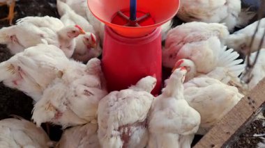 Çok sayıda tavuk çiftlikteki parlak kırmızı bir su yalağının etrafında toplanarak canlı bir tarımsal atmosfer sağlıyor..