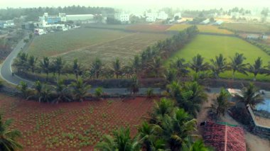 Sisli sabahların havadan görünüşü: yemyeşil alanlar, palmiye ağaçları ve kırsal evler.