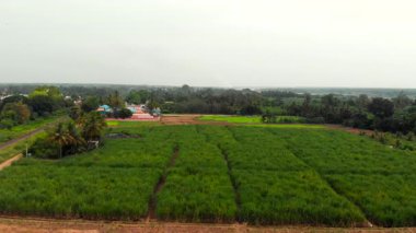 Hindistan 'da kırsal bir alana yayılan bereketli şeker kamışı ekinleri, açık bir gökyüzü altında tarımsal canlılık sergiliyor..