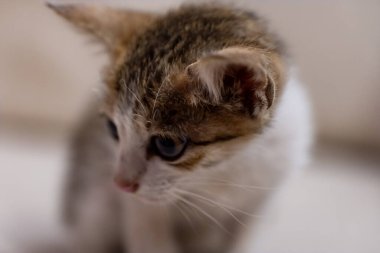Yumuşak kürklü küçük bir kedi yavrusu ev ortamında merakla çevresini keşfediyor..