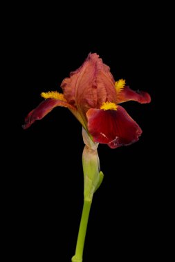 Siyah arka planda açan bahar çiçeği.