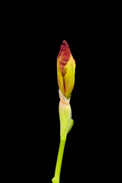 Iris Flor Primavera Floreciendo Sobre Fondo Negro — Foto de Stock