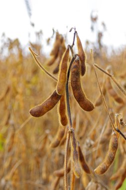 Olgun soya tohumları, yaklaşın. Tarlada tarım soya tarlası