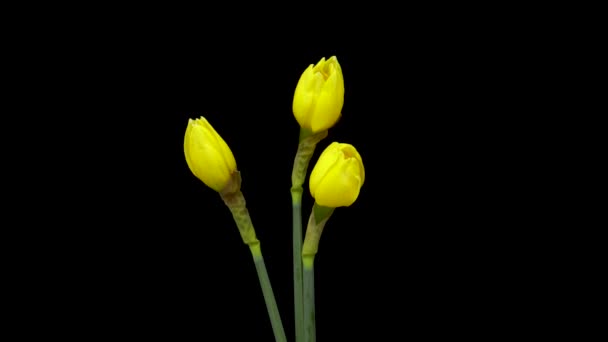 Tidsintervall För Växande Gula Påskliljor Eller Narcissus Blomma Våren Blomma — Stockvideo