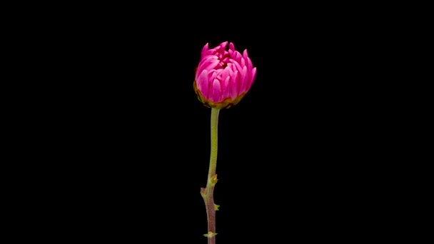 Time Lapse Growing Pink Chrysanthemum Chrysanths Flower Inglés Flor Primavera — Vídeo de stock