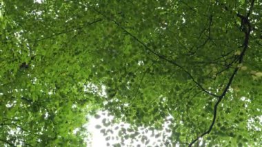 Dalgalanan rüzgarın yemyeşil ağaçlarının dipteki manzarası