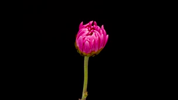 生长粉红菊花或菊花的时间间隔 春花菊花开在黑色背景上 — 图库视频影像
