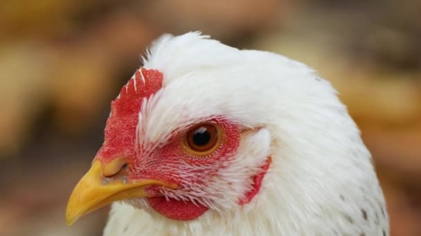 White Chicken Close Walk Free Range Home Farm Organic Farming — Vídeo de Stock