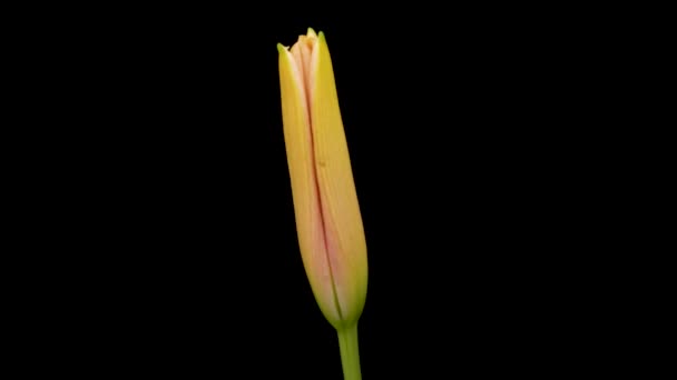 Krásné Květiny Den Lilie Otevření Kvetení Lilie Květiny Černém Pozadí — Stock video