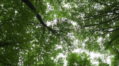 Dalgalanan rüzgarın yemyeşil ağaçlarının dipteki manzarası