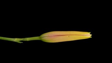 Beautiful flowers day lily opening. Blooming of lily flowers on black background. Timelapse