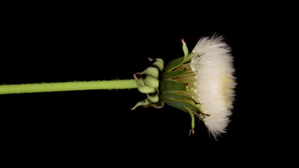 黒い背景を背景にしたタンポポの開花の時間経過 — ストック動画