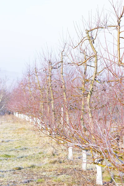 Stock image Morning frost on grass and trees in apple orchard. Orchard blur with soft light for background