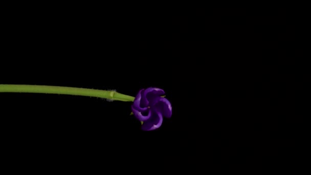 Zeitraffer Des Wachsens Von Vinca Minor Oder Periwinkle Veilchenblüten Blühen — Stockvideo