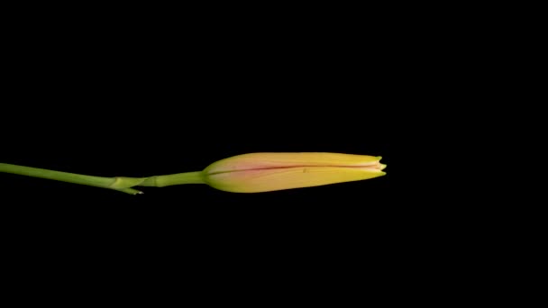 Beautiful Flowers Day Lily Opening Blooming Lily Flowers Black Background — Vídeo de Stock