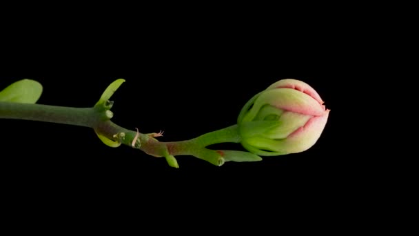 Čas Otevření Růžové Kalanchoe Květiny Květinová Kalanchoe Kvete Černém Pozadí — Stock video