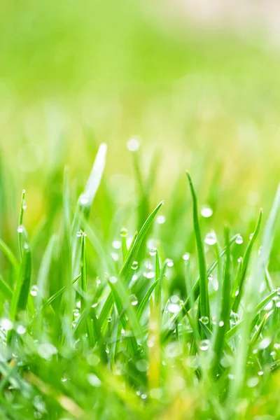 Close Green Lawn Drops Water Dew Selective Focus — Stock Photo, Image