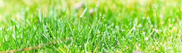 Close Green Lawn Drops Water Dew Selective Focus — Stock Photo, Image