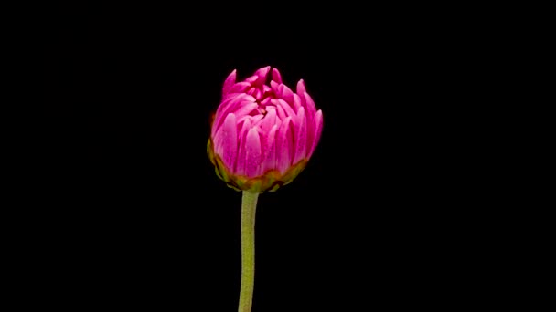 Zeitraffer Dem Rosa Chrysanthemen Oder Chrysanthen Blühen Frühlingsblume Chrysantheme Blüht — Stockvideo