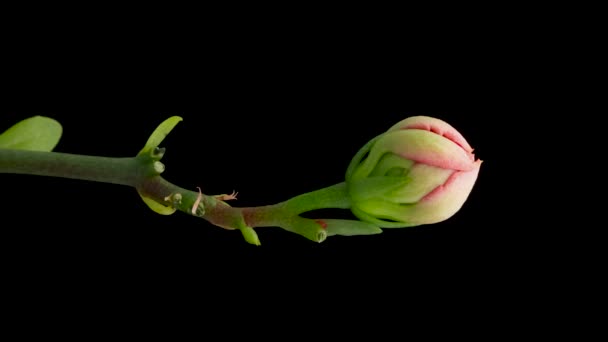 Čas Otevření Růžové Kalanchoe Květiny Květinová Kalanchoe Kvete Černém Pozadí — Stock video
