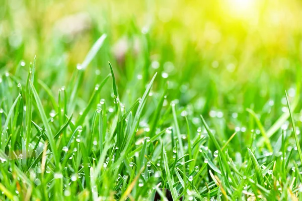 Close Green Lawn Sunny Day Selective Focus — Stock Photo, Image