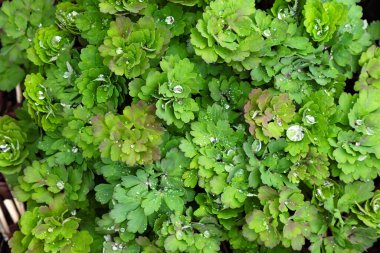 Güzel yeşil yapraklar Aquilegia ya da Columbine ile bir damla su damlası