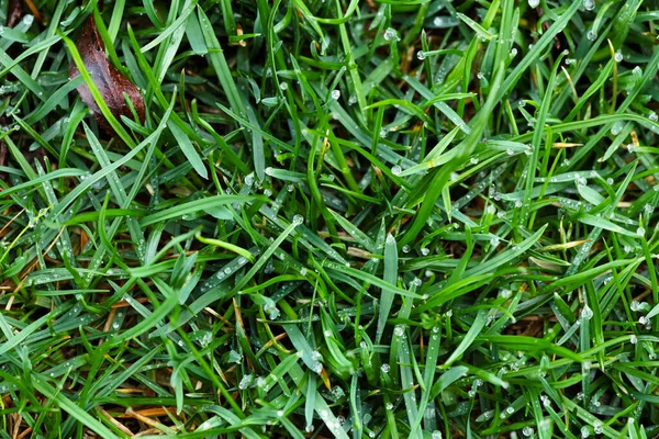Close Green Lawn Drops Water Dew Top View Selective Focus — Stock Photo, Image