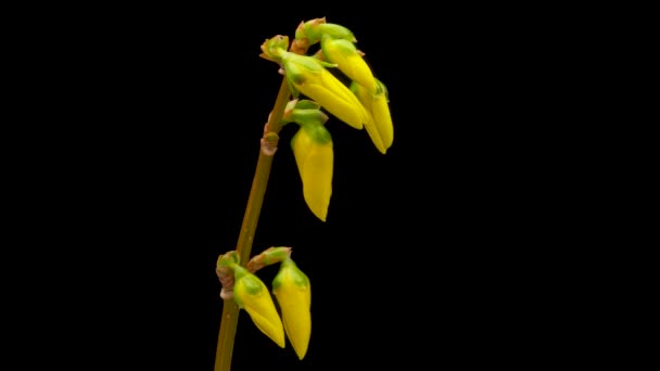 Časová Prodleva Při Otevírání Žluté Květy Forsythie Květina Forsythia Kvete — Stock video