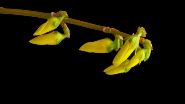 开放黄色的芙蓉花的时间间隔 花在黑色的背景上盛开 垂直镜头 — 图库视频影像