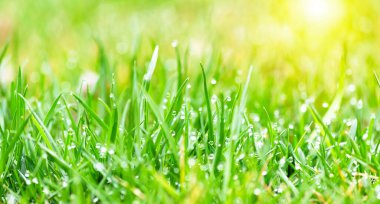 Güneşli bir günde yeşil çimlere yakın. Seçici odak