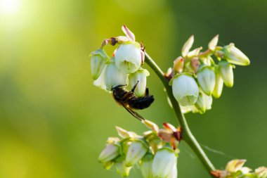 Bal arısı yabanmersini çiçeklerinden nektar toplar. Seçici odak.