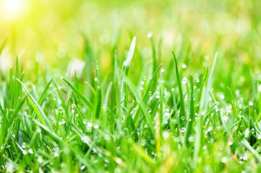 Güneşli bir günde yeşil çimlere yakın. Seçici odak