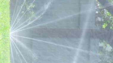 Dikey video. Çim sulama. Bahçe sulama fıskiyesi sulama çimenleri