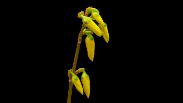 Time Lapse Opening Yellow Forsythia Flower Flower Forsythia Blooming Black — Stock Video