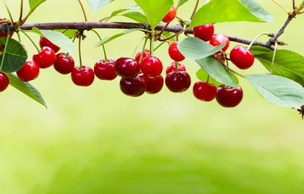 Branch Ripe Sweet Cherries Tree Garden Blurred Background — Stock Photo, Image