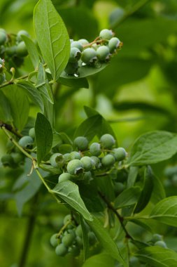 Büyük, yeşil yaban mersini dalı. Seçici odak