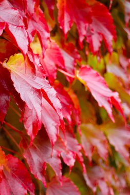 Kırmızı ve turuncu sonbahar yaprakları. Seçici odak.