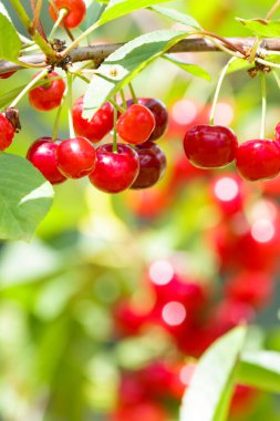 Bahçedeki ağaçta olgun, tatlı kiraz dalları. Bulanık arkaplan