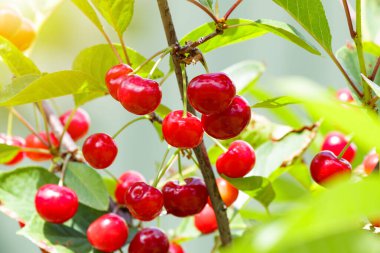 Bahçedeki ağaçta olgun, tatlı kiraz dalları. Bulanık arkaplan