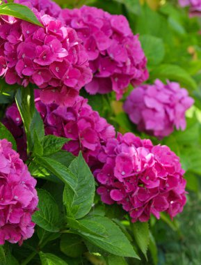 Pembe ortanca çiçekleri, bahçedeki ortanca macrophylla. Bulanık arkaplan