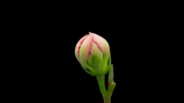 Čas Otevření Růžové Kalanchoe Květiny Květina Kalanchoe Kvete Černém Pozadí — Stock video