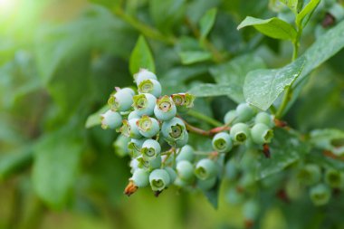 Büyük, yeşil yaban mersini dalı. Seçici odak