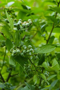 Büyük, yeşil yaban mersini dalı. Seçici odak