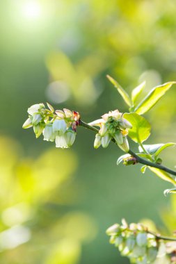 Büyük yaban mersininin çiçek açan dalı. Seçici odak